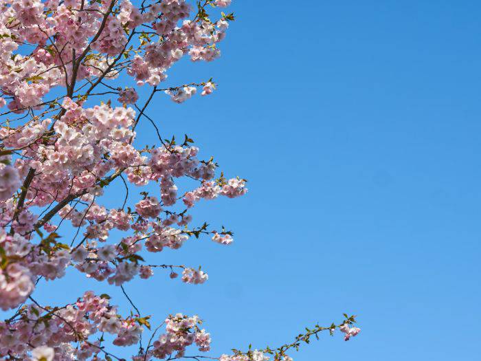 Blooming cherry blossoms set against a clear blue sky.