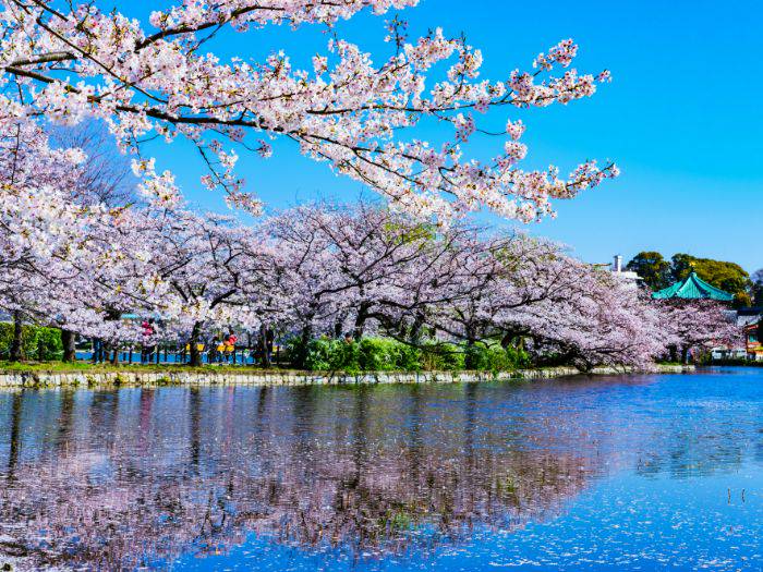 Ueno Park during cherry blossom season; the lake is covered in petals.