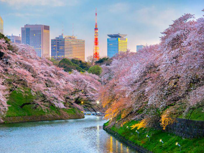 The banks of the Chidori-ga-fuchi river lined with cherry blossom trees.