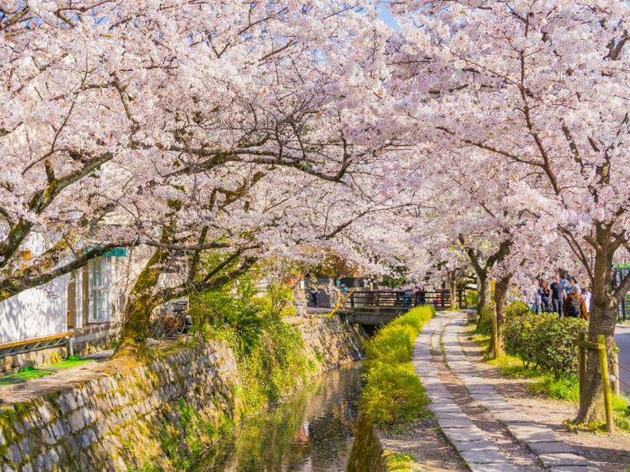 Kyoto's famous Philosopher's Path lined with pink cherry blossoms.