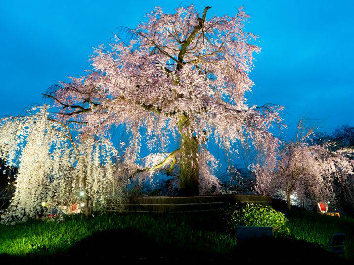 The illuminated weeping cherry tree at Maruyama Park.