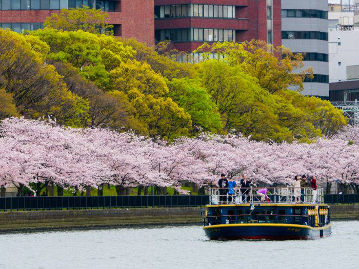 The banks of the Okawa River are lined with pink sakura.