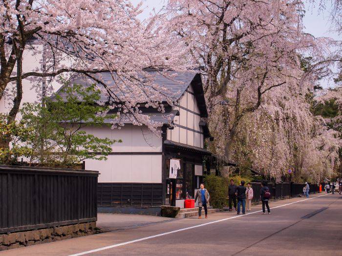 Sakura trees along the historic streets of Kakunodate.