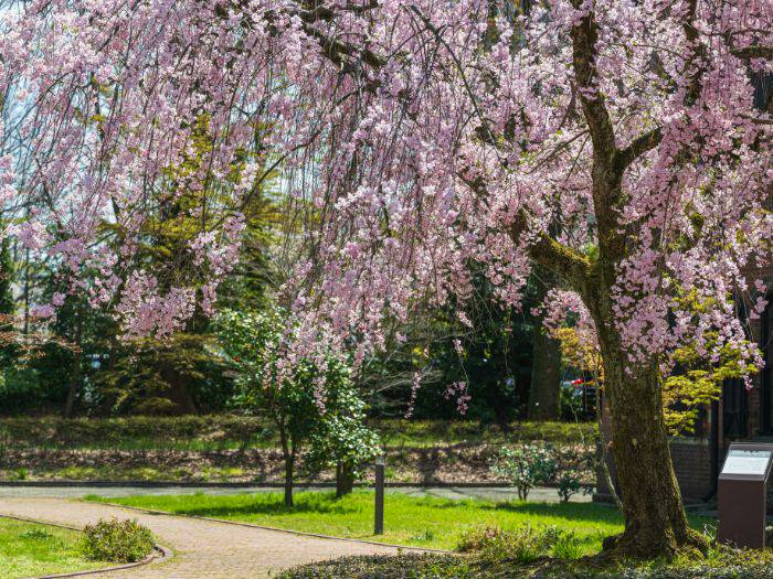 Kanazawa's Kenrokuen Gardens as cherry blossoms burst into bloom.