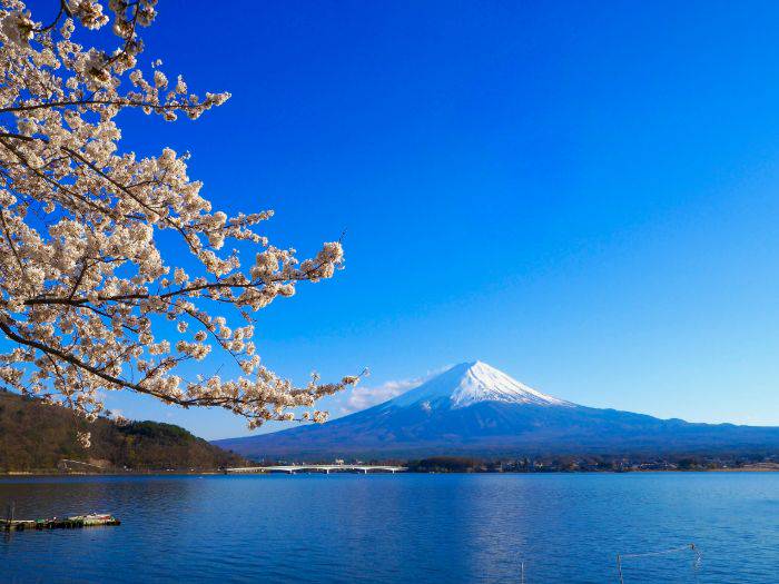 Cherry blossoms in front of Lake Kawaguchiko and Mt. Fuji.