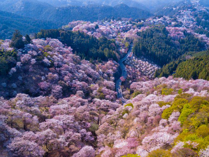 The slopes of Mt. Yoshino dotted with the pinks of cherry blossom season.