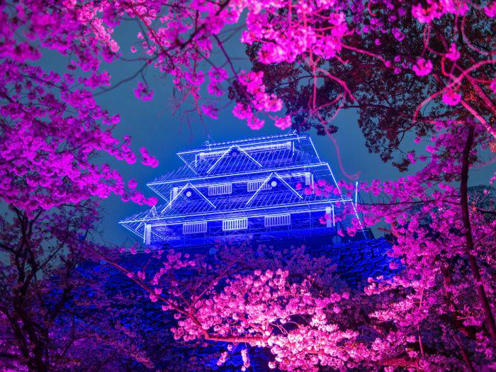 The unique cherry blossom illuminations of Maizuru Park, Fukuoka.