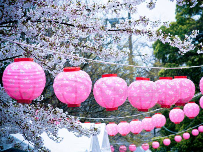 Pink lanterns strung up to celebrate sakura season; behind them, blooming petals.