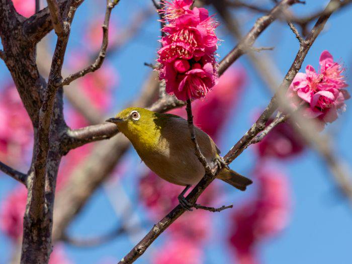 An Indian white-eye amongst the plum blossoms of Aoba no Mori Park.