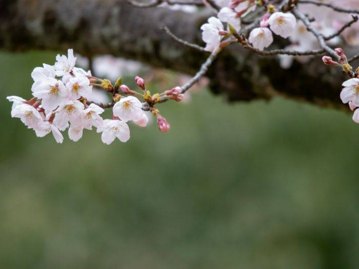 Cherry blossoms beginning to flower at Satomi Park.