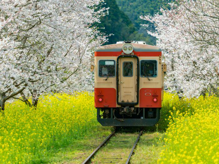 The train of Kominato Railway traveling through cherry blossoms.