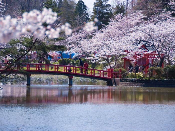 Pink petals framing the famous benten bridge of Mobara Park.