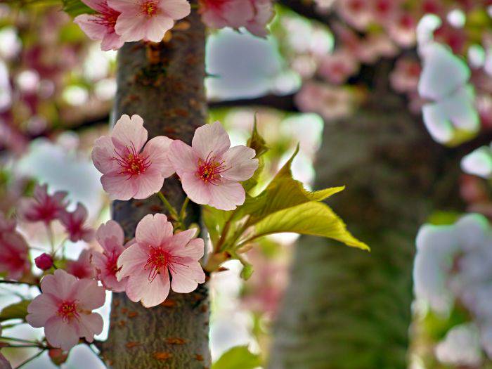 Sakura and green leaves growing from a tree.