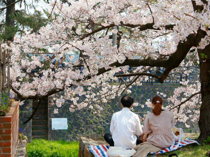 A couple enjoying a hanami picnic underneath cherry blossoms.