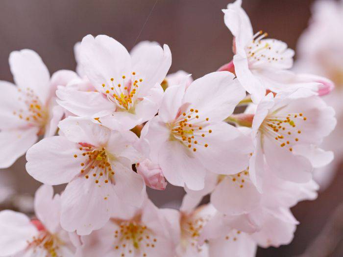 A classic Somei Yoshino sakura, featuring five pink petals.