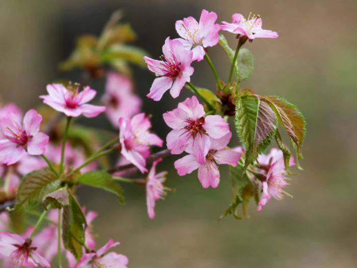 Yamazakura, featuring five pink petals and fresh green leaves.