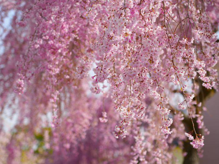 The stunning weeping cherry blossoms of Shidare Zakura.