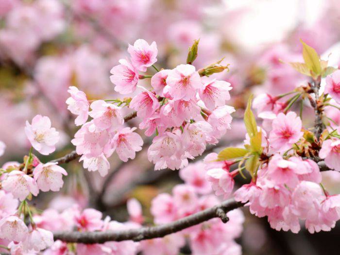 The blossoms of a pink Kanzakura tree.