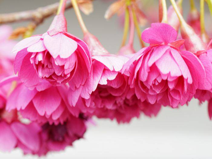 The unique bell-shaped blossoms of the Kanhizakura.