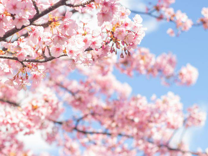 The light pink blossoms of the Kawazu-grown cherry blossom: Kawazuzakura.