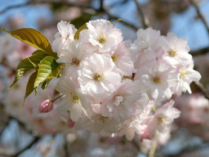 The 20 light-pink petals of Ichiyo blossoms.