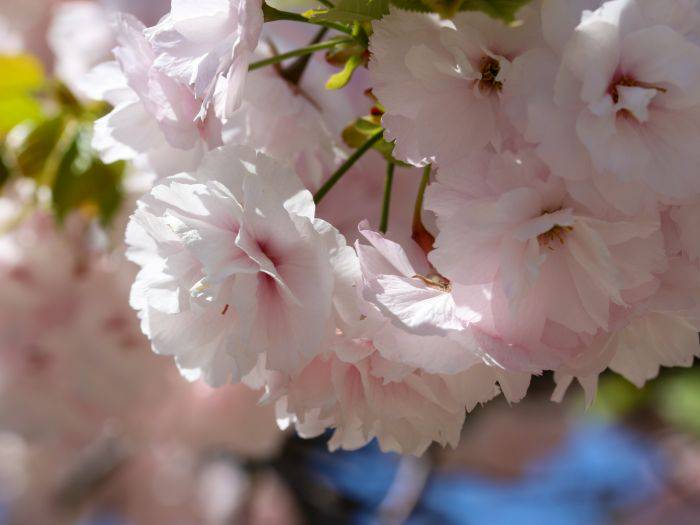 The almost pom-pom like blossoms of the Shogetsu, featuring 20-30 petals.