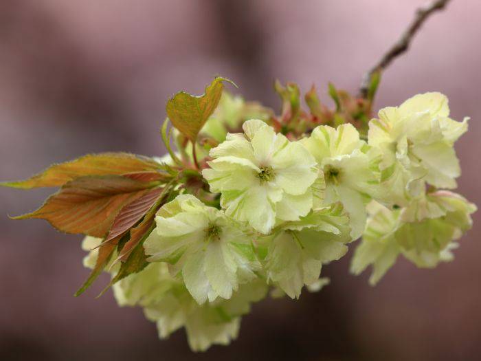 The unique yellow-green petals of the Ukon sakura.