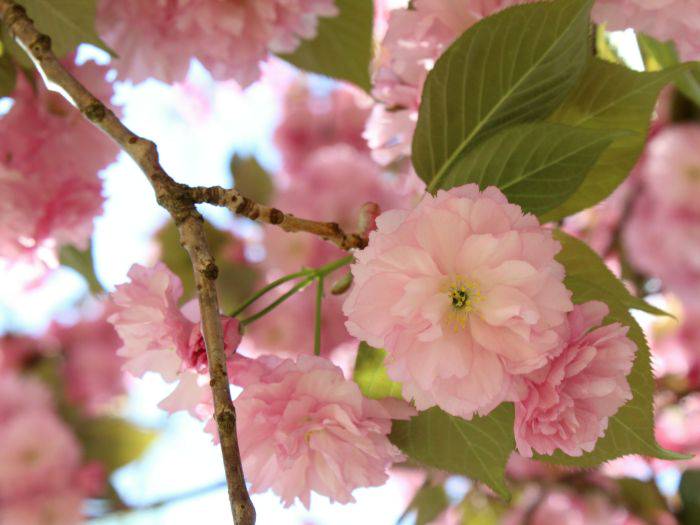 The eye-catching 30-40 petal blossoms of the Fugenzo sakura.