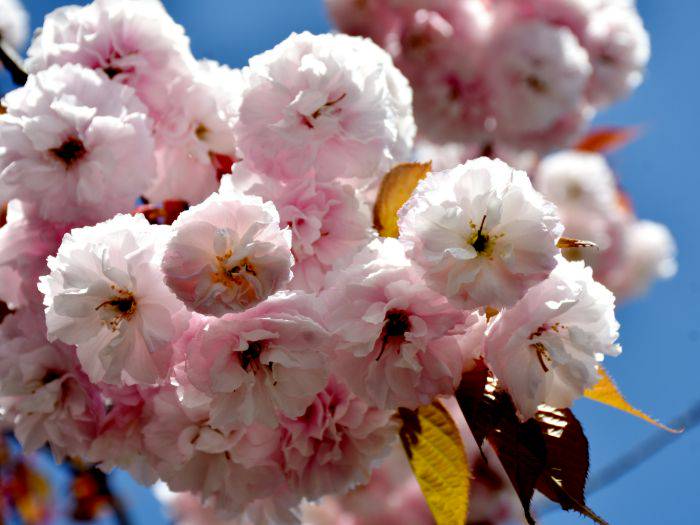 The gigantic 100-petal blossoms of the Kikuzakura, known as the Chrysanthemum Cherry.