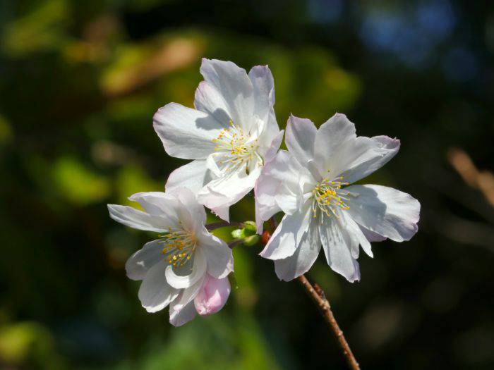 The large, pink-white blossoms of the Jugatsuzakura (Autumn Cherry).