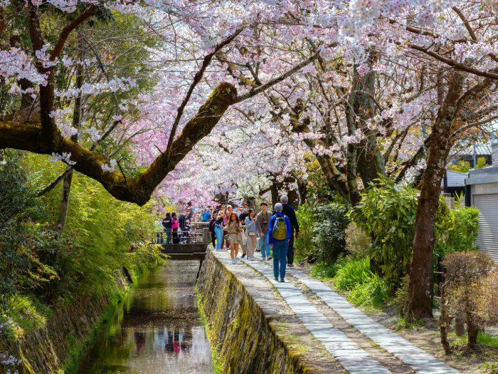 Kyoto's famous Philosopher's Path, lined with cherry blossoms and tourists.