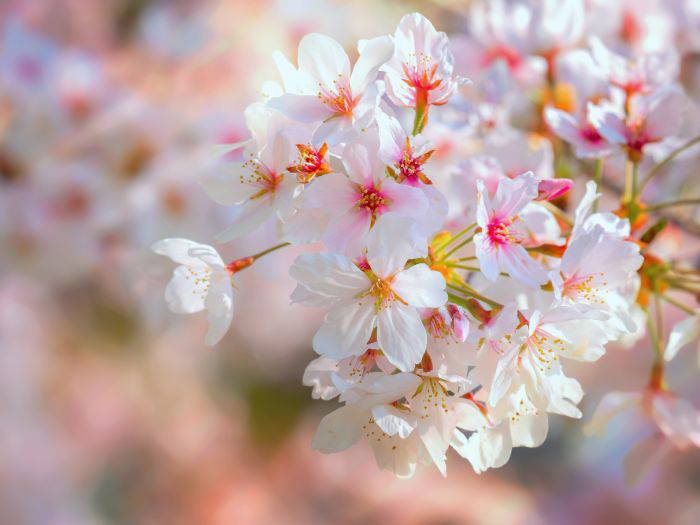 Five-petal cherry blossoms blooming in spring.