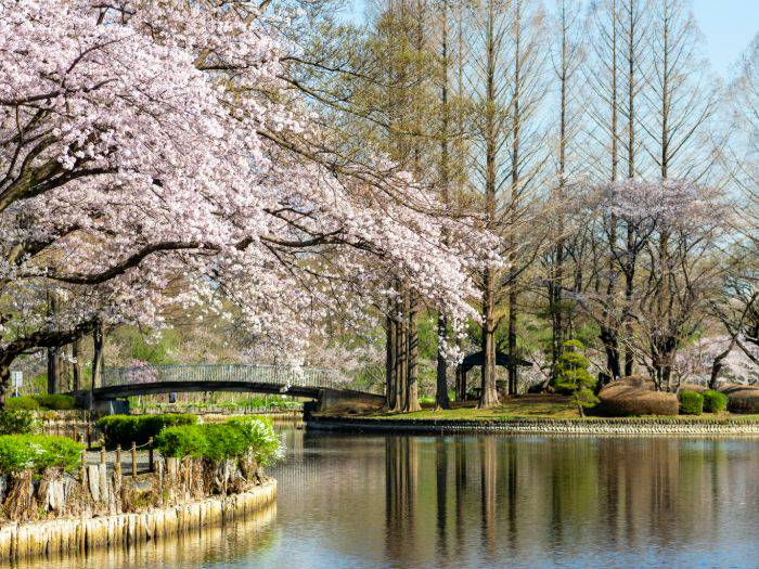 Kyoto's scenic Maruyama Park as sakura trees bloom over the lake.