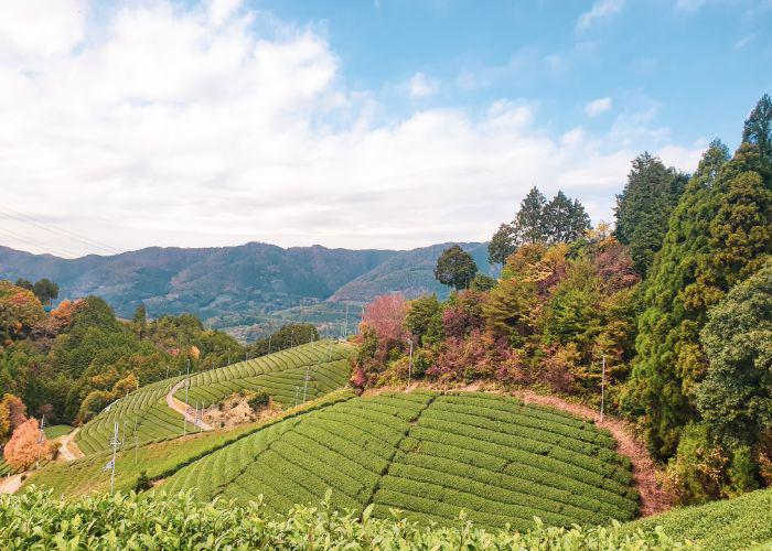 A view of the tea fields in Wazuka 