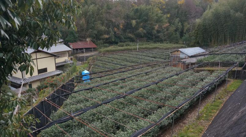 Visiting the oldest tea shop in Japan