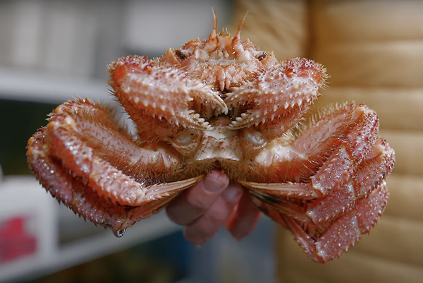 Fresh spiny crab held in hand at seafood restaurant