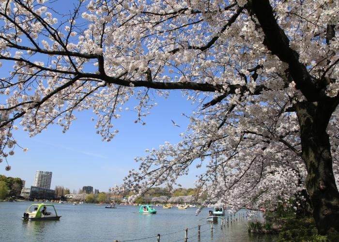 Sakura blooming in contrast with clear blue sky in the lakeside Ueno Park.