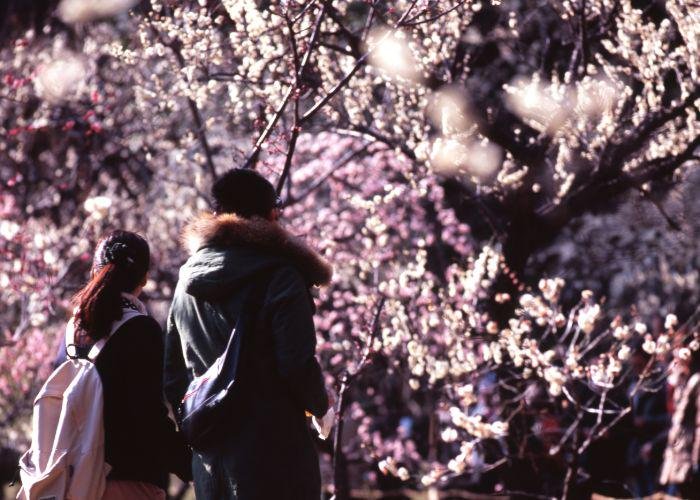A couple of people admiring the plum blossom in the park