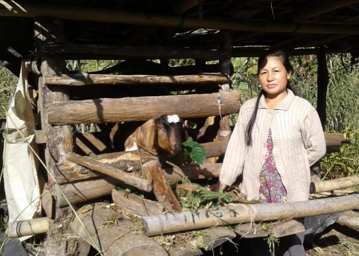 A woman stands outside a picked area, with her livestock