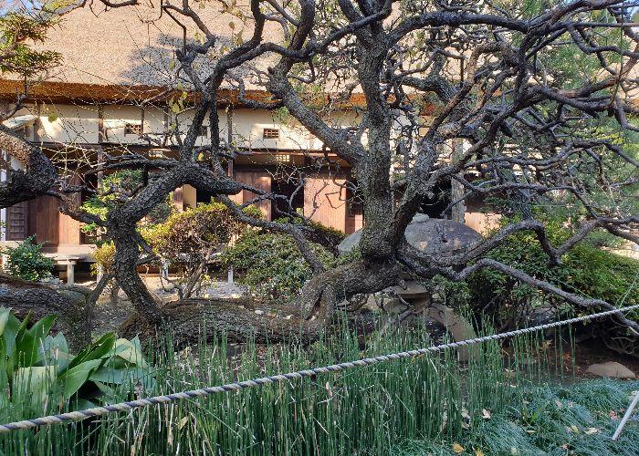 Really old  and bare Japanese plum tree in the inner yard of the Daikan mansion