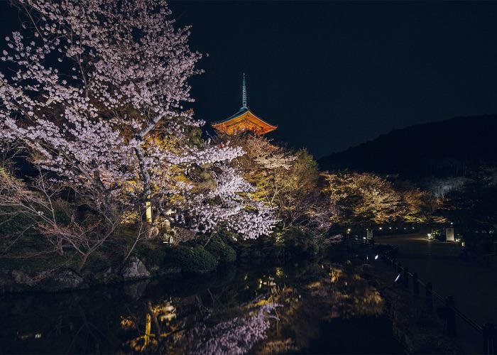 Night illuminations at Kiyomizudera, illuminating sakura trees 