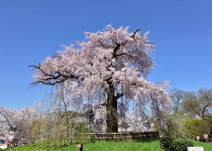 Maruyama Park’s weeping cherry blossom tree in Gion, Kyoto, against a bright blue sky