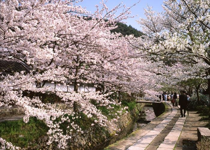 Sakura cherry blossom tree lined Philosopher's Path in Kyoto