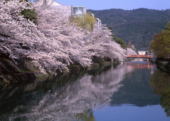 Blooming cherry blossom trees line Okazaki Canal in Kyoto