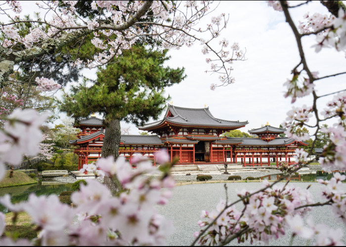 The impressive red Byodoin Temple in Kyoto, framed by blooming cherry blossoms