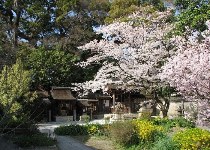 Kyoto Imperial Palace Cherry Blossoms blooming pink 