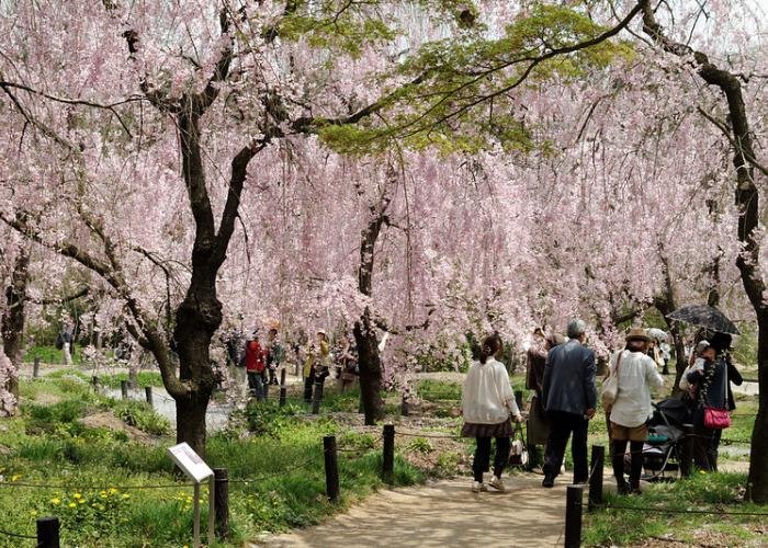 People stroll down a path lined with blooming pink cherry blossoms in the Kyoto Botanical Gardens 