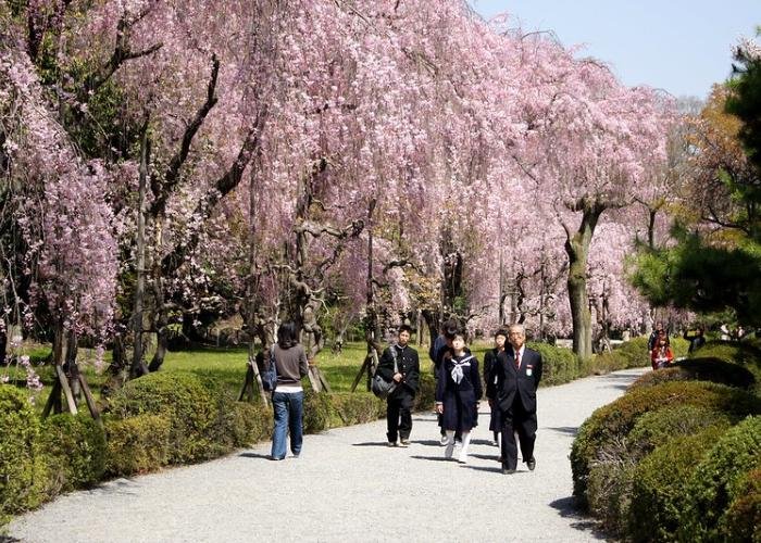 People walk along a cherry blossom lined path on the Nijo Castle grounds  