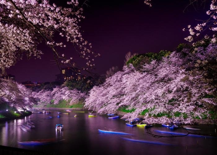 Evening view of cherry blossoms illuminated at night, reflected in the water at Chidorigafuchi
