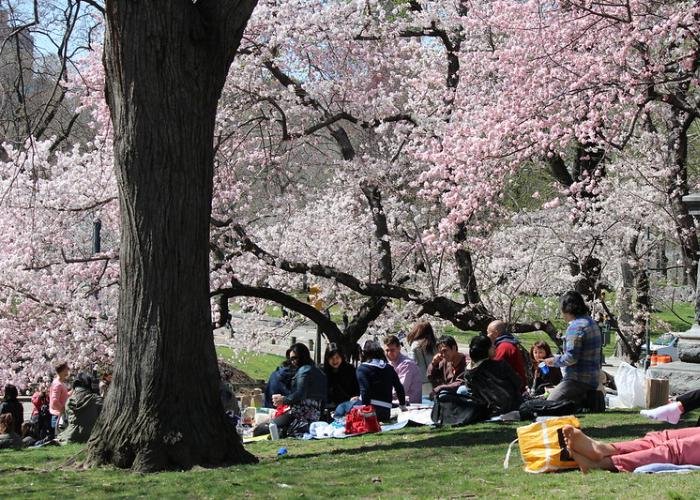 Cherry blossom viewing spot in Japan, groups of people enjoying a picnic on the grass surrounded by blooming sakura